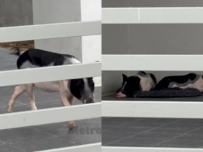Usai Ngontrak, Orang Ini Tinggalkan 2 Ekor Babi di Rumah Sewa, Bikin Resah Para Tetangga