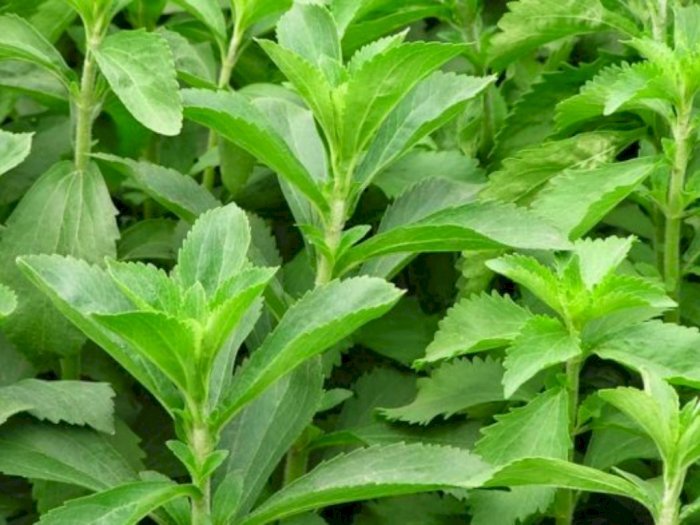 Indonesia Ekspor 2 Ton Daun Stevia ke Korea Selatan