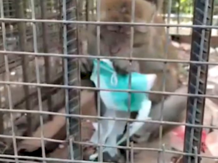 Miris, Monyet di Karangpawitan Makan Masker dengan Lahap, Diduga Kelaparan Parah