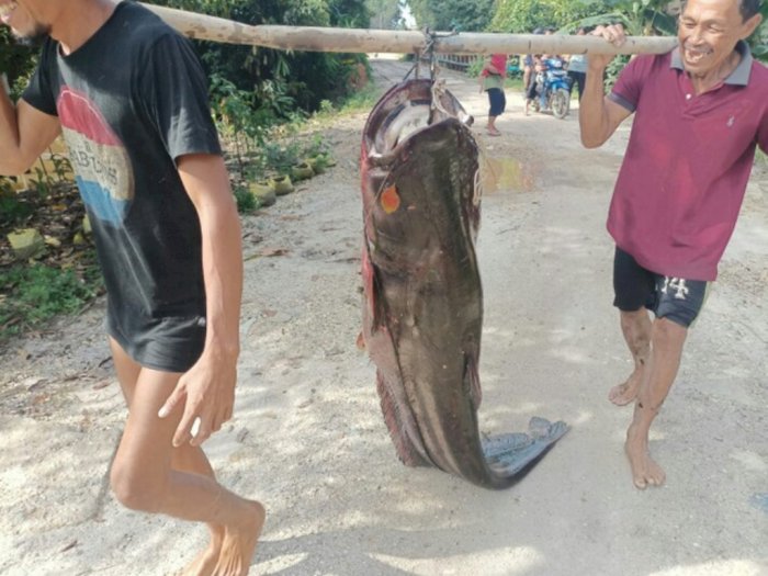 Heboh Warga Sintang Tangkap Ikan Tapah Raksasa di Sungai Kapuas, Ini Penampakannya