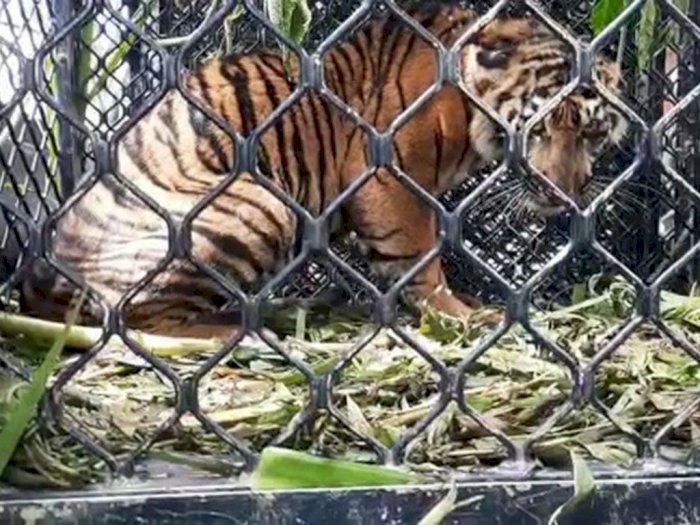 Ketakutan Lihat Harimau Sumatra Muncul, Warga di Aceh Nekat Tinggalkan Motor di Perkebunan