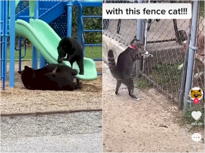 5 Aksi Hewan Tak Terduga, Singa Keluar dari Toilet hingga Kucing Ajak 'Duel' Anjing