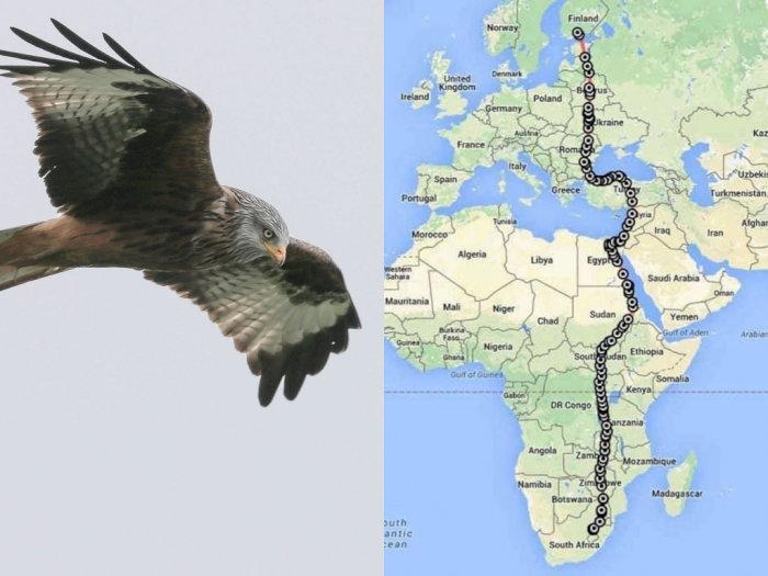 Seekor Elang Dilacak Bermigrasi dari Afrika ke Finlandia, Terbang Lurus Selama 42 Hari