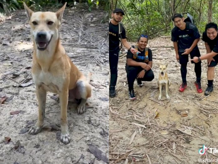 Anjing yang Dijuluki 'Pali' Viral di Twitter karena Jadi Pemandu untuk Para Pejalan Kaki