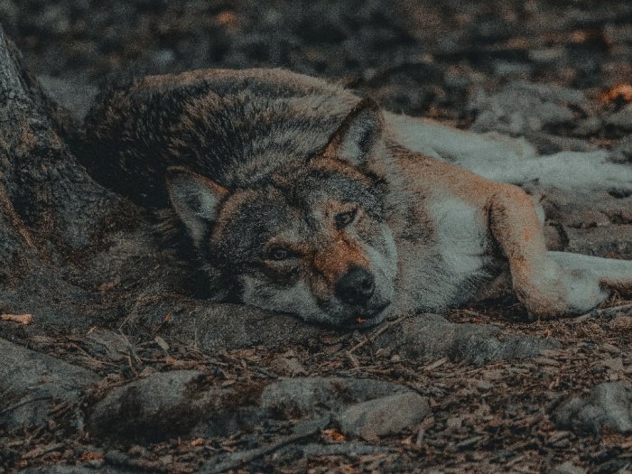Anak-anak Serigala di AS Dibunuh oleh Petugas, Sempat Diadopsi Siswa!