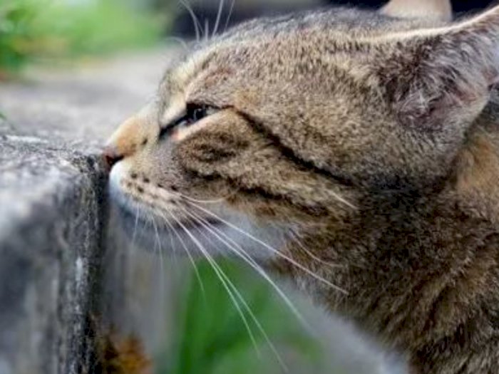 Punya Penciuman Tajam, Kucing Ternyata Tak Suka dengan Beberapa Aroma Ini