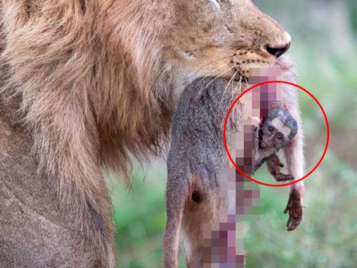 Potret Mengharukan Bayi Monyet Tak Berdaya Menempel di Jasad Ibunya yang Jadi Mangsa Singa