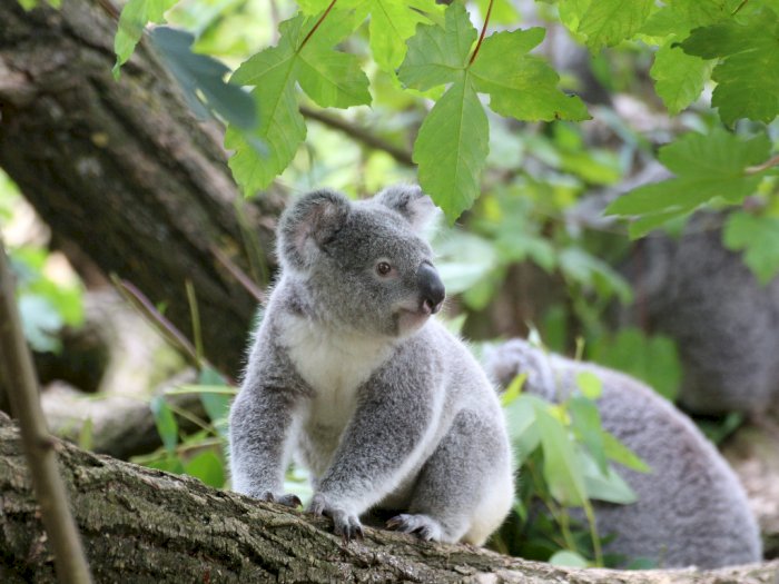 Sekitar 400 Koala akan Diuji Coba Vaksinasi Klamidia!