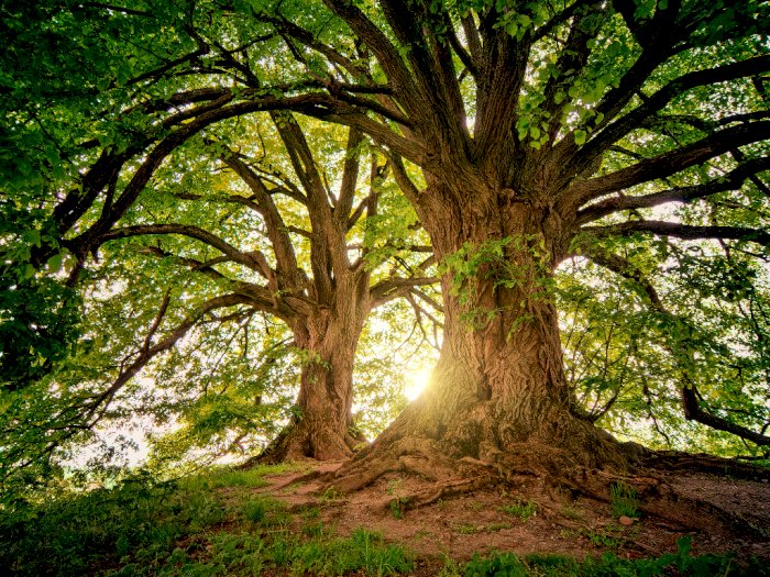 Mengenal Hamadriads, Cerita Penunggu Pohon dalam Mitologi Yunani!
