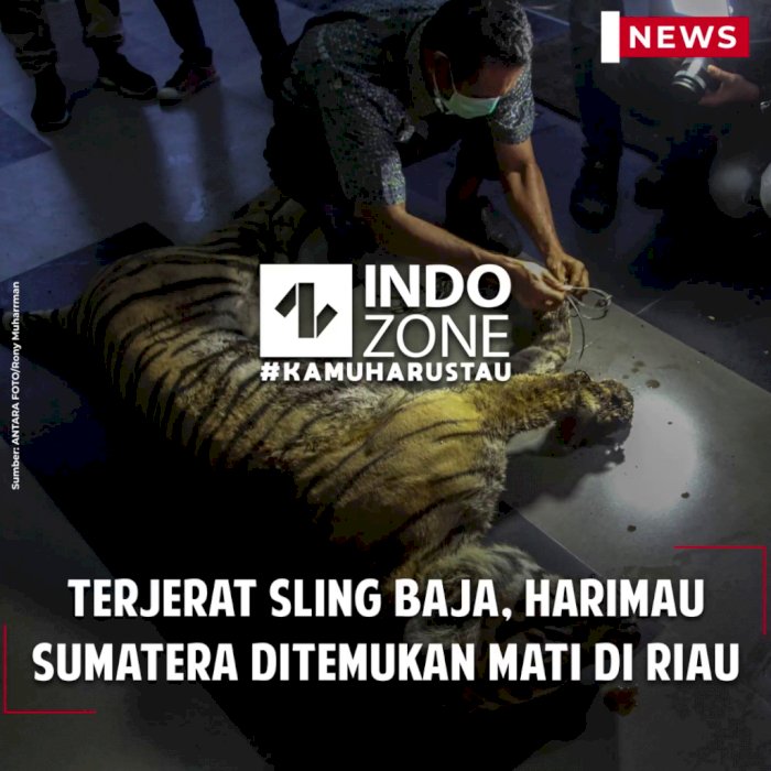 Terjerat Sling Baja, Harimau Sumatera Ditemukan Mati di Riau