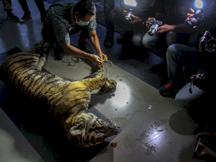 Harimau Sumatera di Riau Mati Terjerat, Berikut Foto-fotonya