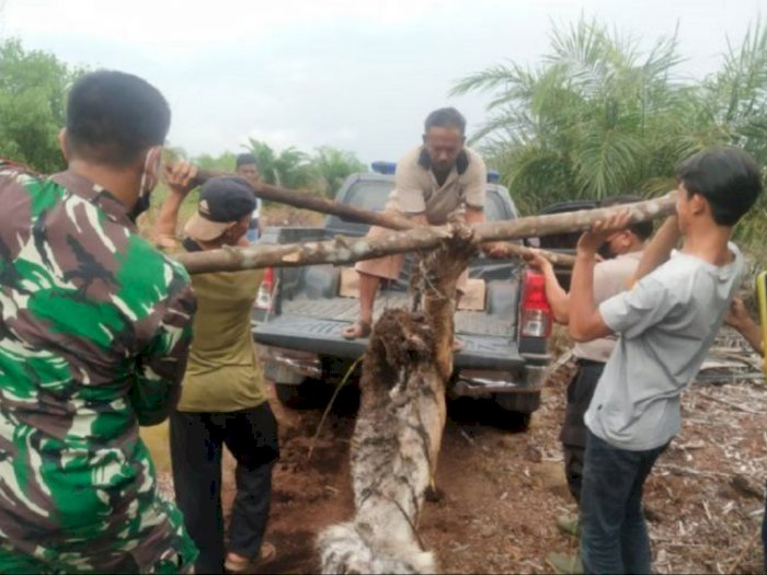 Terjerat Sling Baja, Harimau Sumatera Ditemukan Mati di Riau