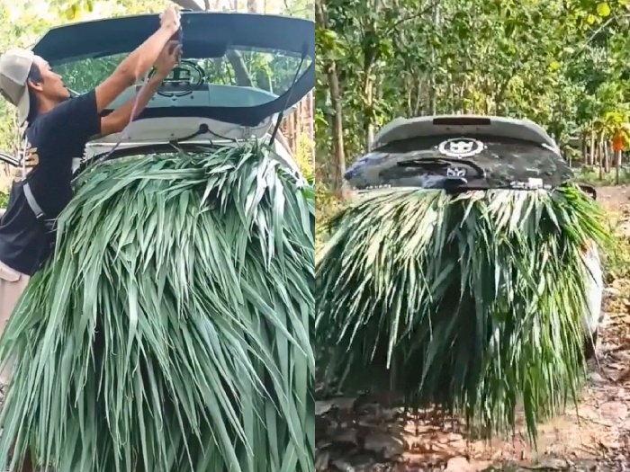 Setelah Xpander Angkut Bambu, Kini Ada Honda Brio yang Dipakai Bawa Rumput!