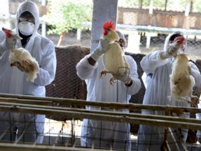 Lagi! Seorang Wanita di China Dilaporkan Terinfeksi Flu  Burung