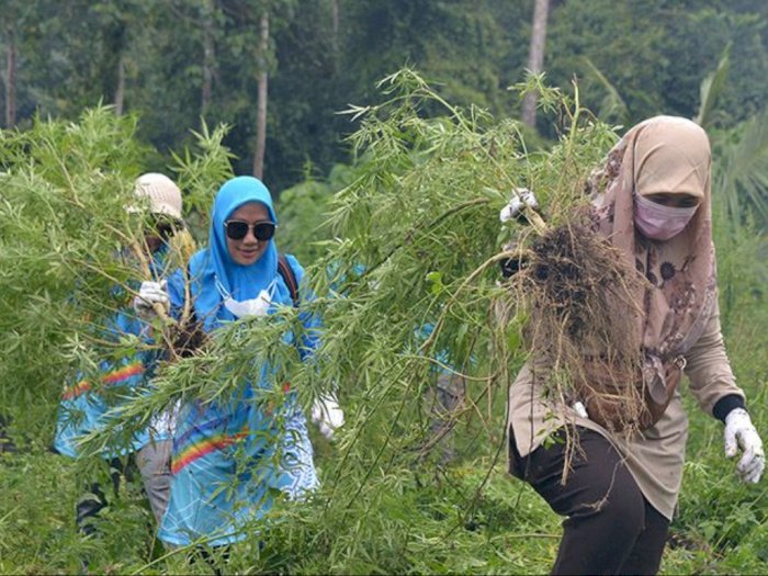 BNN Musnahkan 3,5 Hektare Ladang Ganja di Pegunungan Aceh Besar