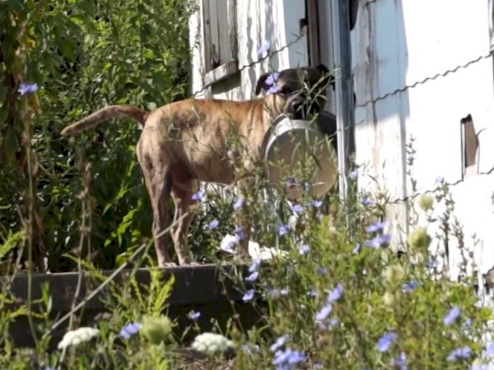 Momen Haru Anjing Membawa Mangkuk Kosong & 'Mengetuk' Pintu Rumah Demi Cari Makanan
