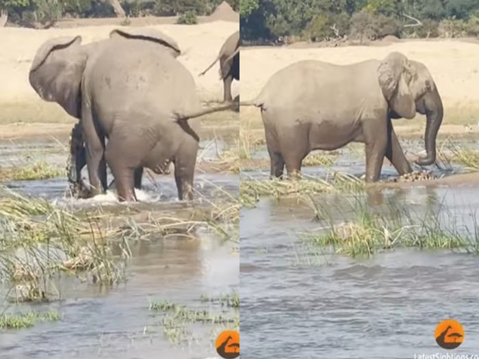 Viral Video Induk Gajah Galak 'Mengamuk' dan Membunuh Buaya untuk Melindungi Anaknya