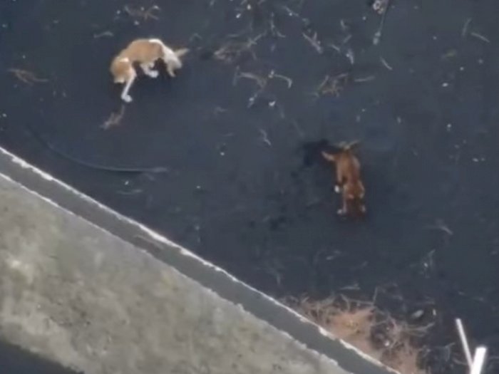 Video Drone Antar Makanan untuk Anjing Kelaparan yang Selamat dari Bencana Gunung La Palma