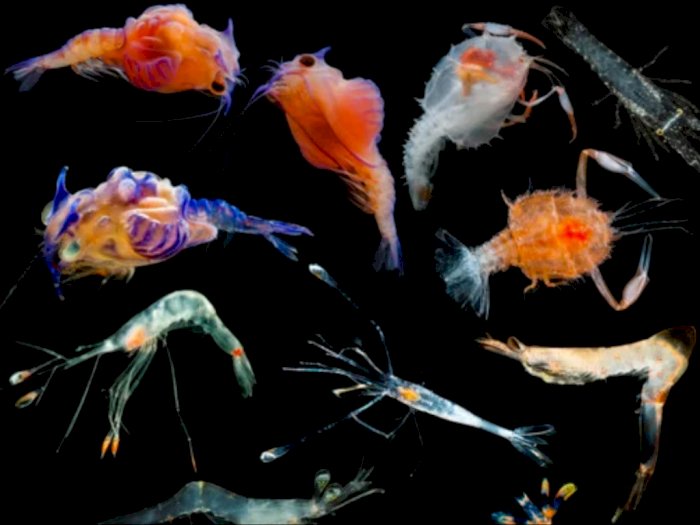Ilmuwan Temukan 14 Spesies Baru Udang, Salah Satunya Larva Lobster yang Mirip 'Alien'