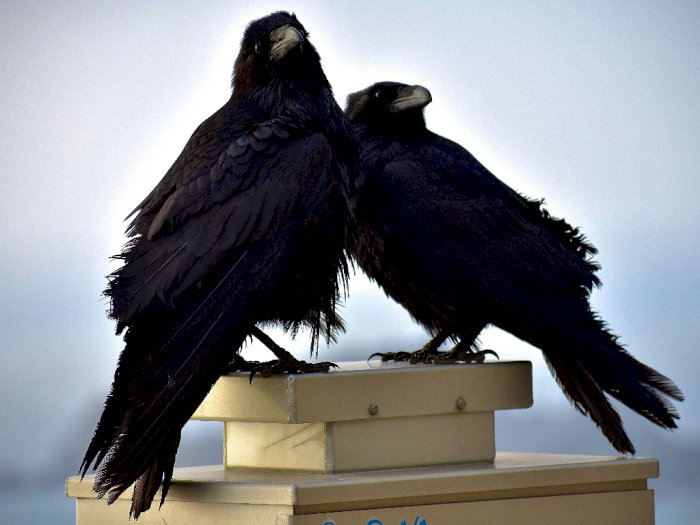 Sama-sama Gagak, Ini Perbedaan Crow dan Raven yang #KAMUHARUSTAU