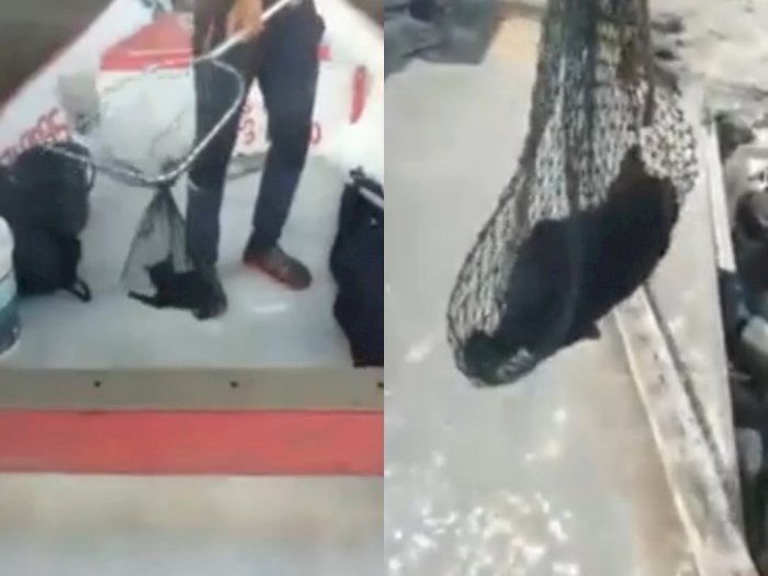 Video Nelayan Menyelamatkan Anak Kucing yang Diduga Dibuang dari Jembatan, Kasihan!