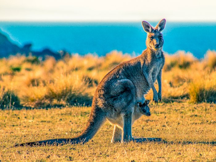 Tak Banyak yang Tahu, 5 Fakta Menarik Seputar Kanguru, Salah Satunya Hewan Kidal!