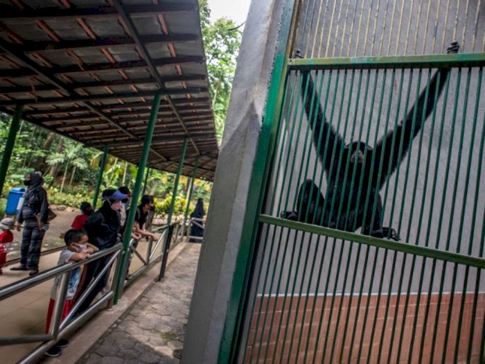 Hari Pertama Kembali Dibuka, Kebun Binatang Ragunan Dipadati Ribuan Pengunjung