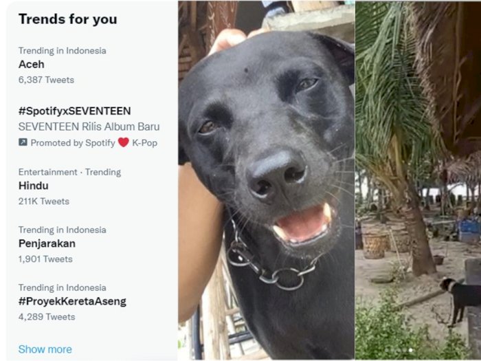 Aceh Jadi Trending, Netizen Soroti Dugaan Penyiksaan Anjing oleh Satpol PP 