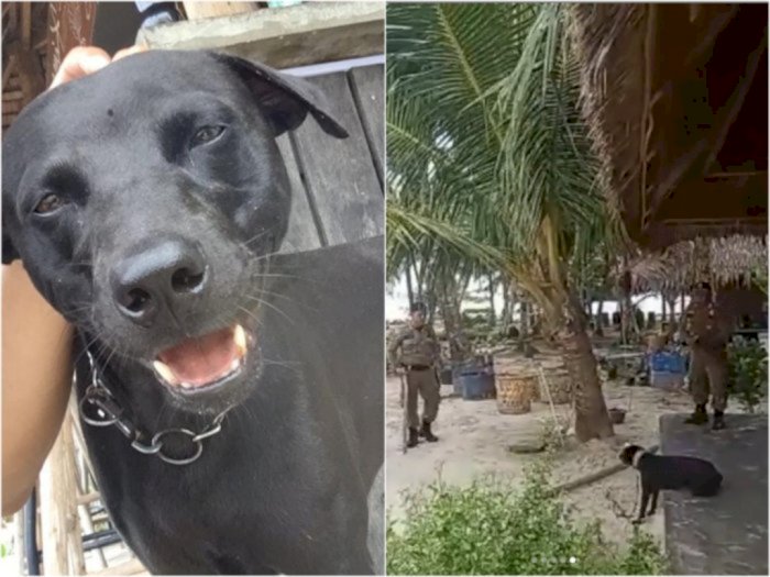 Kronologi Dugaan Penyiksaan Anjing oleh Satpol PP di Aceh, Anjing Dibungkus Terpal