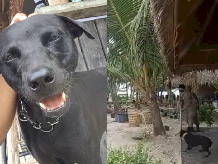 Organisasi Pecinta Hewan akan Laporkan Satpol PP di Aceh yang Tangkap Anjing Hingga Mati