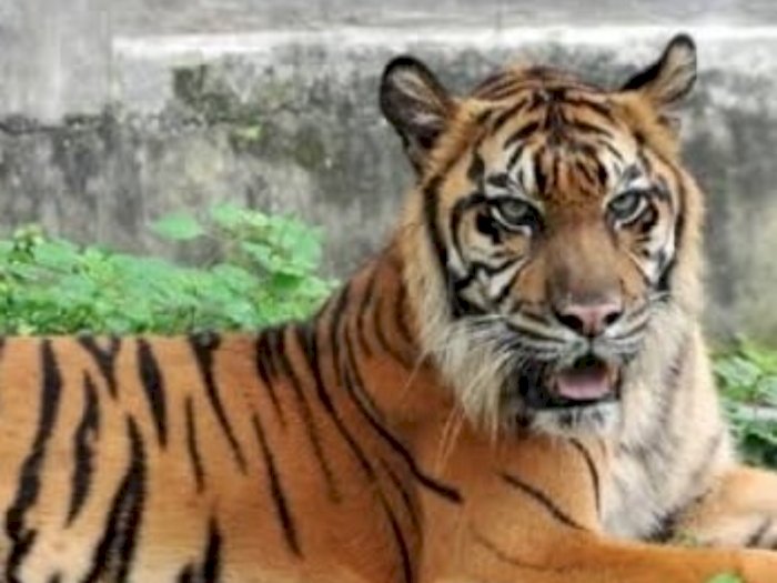 Warga Ketakutan, Ada Harimau Sumatra Mondar-mandir di Perkebunan