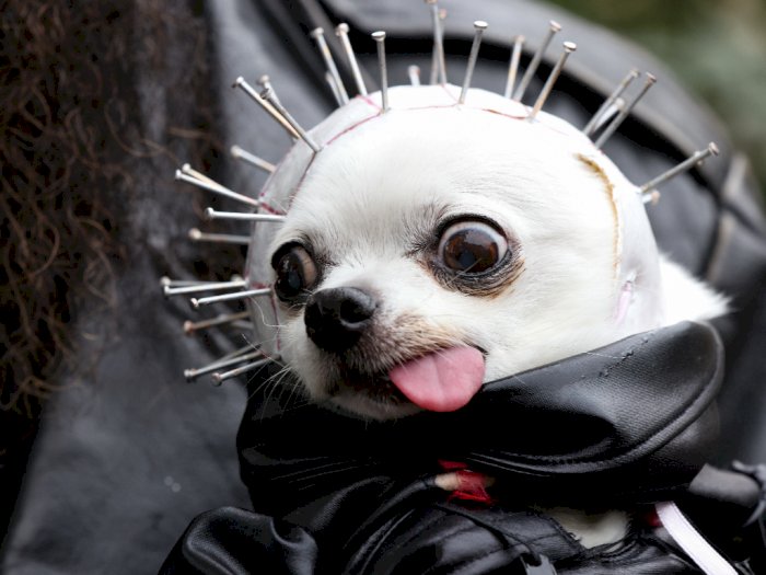 Melihat Lucunya Anjing Dengan Kostum Halloween di New York, Ini Foto-fotonya