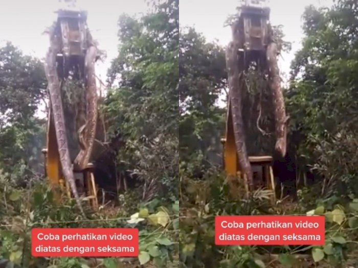 Ular Raksasa 'Tertangkap' Alat Berat di Hutan Hujan Dominika, Ukurannya Sampai 3 Meter