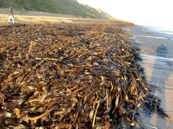 Ribuan Makhluk Laut Terdampar Mati di Pantai Inggris, Misteri Terburuk yang Pernah Ada