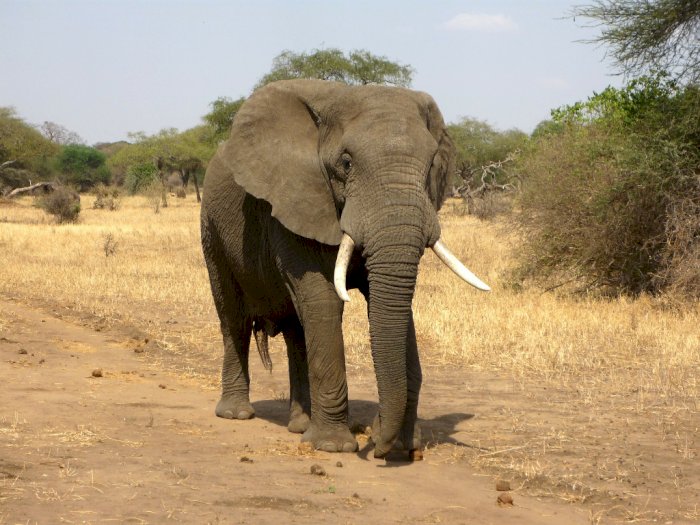 Demi Selamatkan Teman, Gajah Ini Injak Pemburu Ilegal  Sampai Tewas