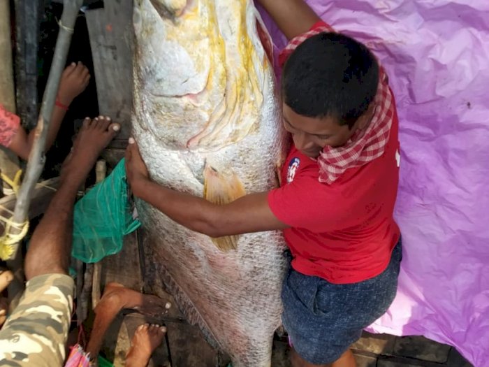 Greget! Nelayan Ini Tangkap Ikan Raksasa Seberat 75 Kg, Terjual Seharga Rp739 Juta