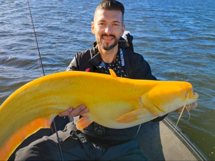 Ikan Lele Kuning Langka Ditangkap Nelayan, Ukurannya Capai 2,7 Meter saat Berumur Dewasa
