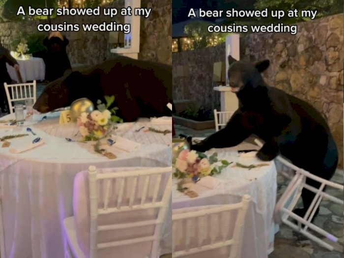 Video Beruang Berikan 'Kejutan' di Hari Pernikahan, Kebahagiaan Berubah Histeris