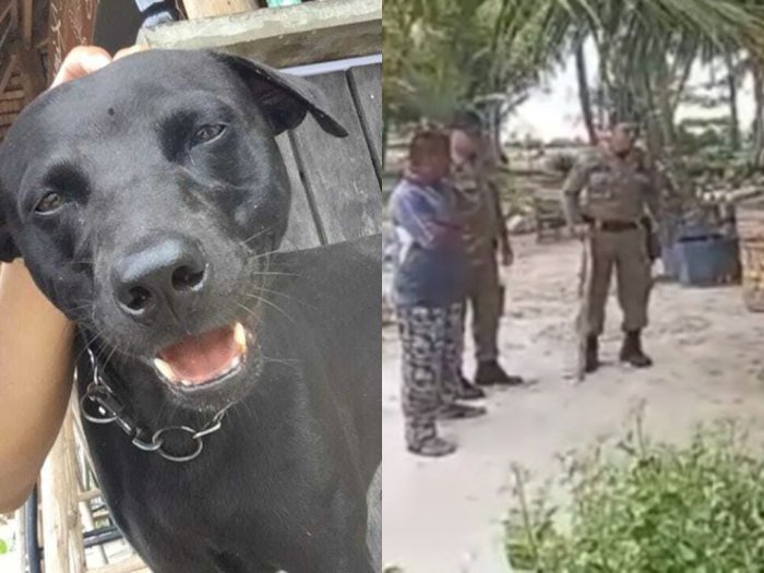 Soal Kematian Anjing Canon, Pemilik Kimo Resort Minta  Maaf Atas Kegaduhan yang Terjadi