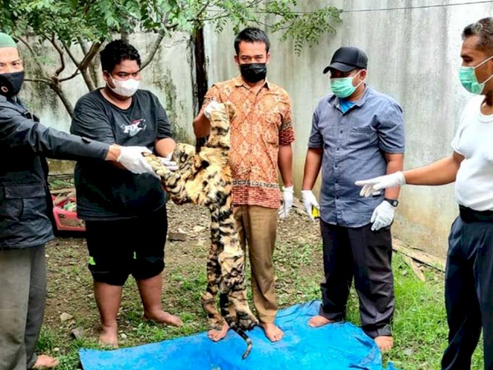 Jual Kulit Harimau Seharga Rp70 Juta, 3 Oknum di Aceh  Ditangkap Polisi