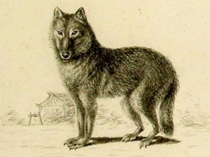 Peneliti Menemukan Serigala Abu-abu Mungkin Berasal dari Nenek Moyang Anjing!