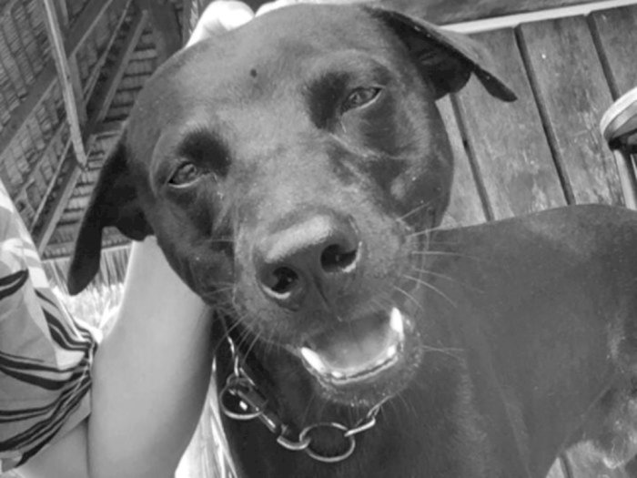 Kisah Anjing Canon Jadi Sorotan, Ini Sederet Pasar Hewan Sembelih Anjing untuk Dimakan