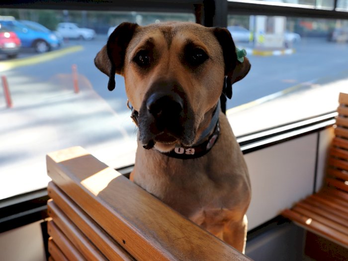 Kenali Boji, Anjing Petualang Turki yang Suka Naik Transportasi Umum Jelajahi Istanbul