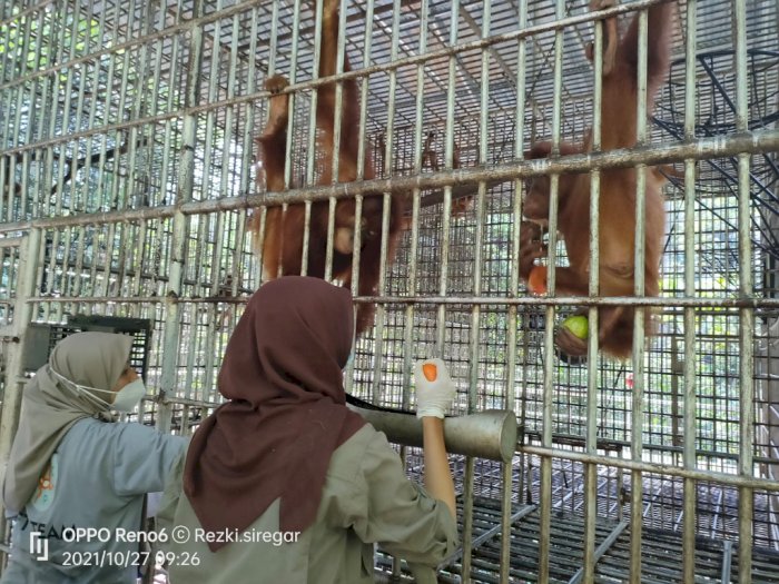 Usai Dirawat, 5 Orangutan Dikirim BBKSDA Sumut ke Jambi untuk Dilepasliarkan 