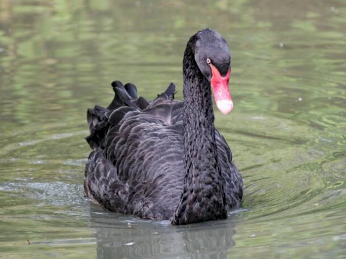 3 Fakta Menarik Angsa Hitam, Jadi Alternatif Makanan Warga Korut di Tengah Krisis Pangan