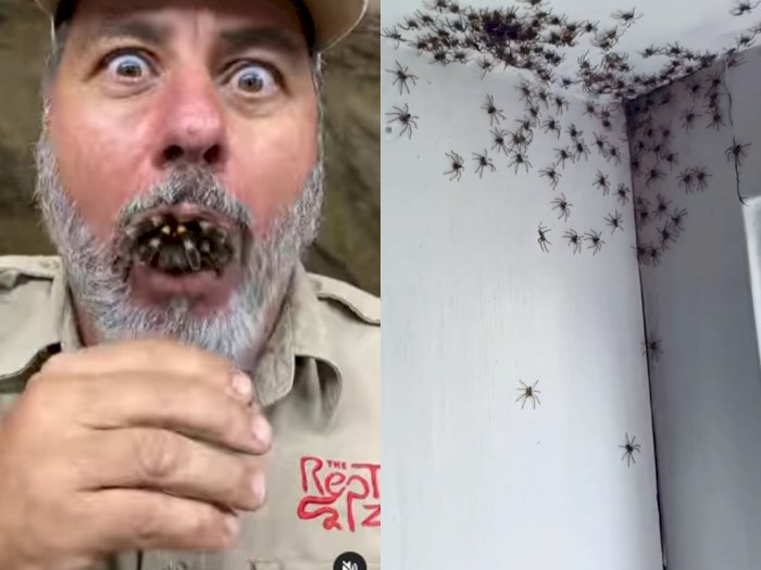 Fakta Arachnophobia & Sederet Momen Menakutkan Laba-laba, Tarantula Keluar dari Mulut!