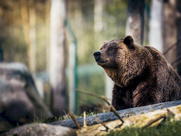 Beruang Ini Nyasar ke Acara Resepsi Pernikahan, Sempat Naik ke Atas Meja