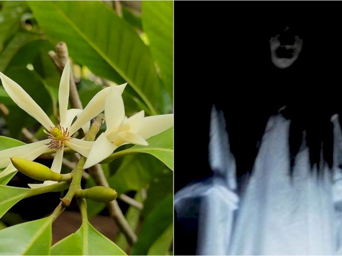 5 Mitos Bunga Kantil yang Sering Dianggap Mistis, Salah Satunya Favorit Kuntilanak