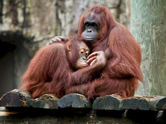 IPB Sebut 30 Spesies Primata di Indonesia Terancam Punah pada 2050