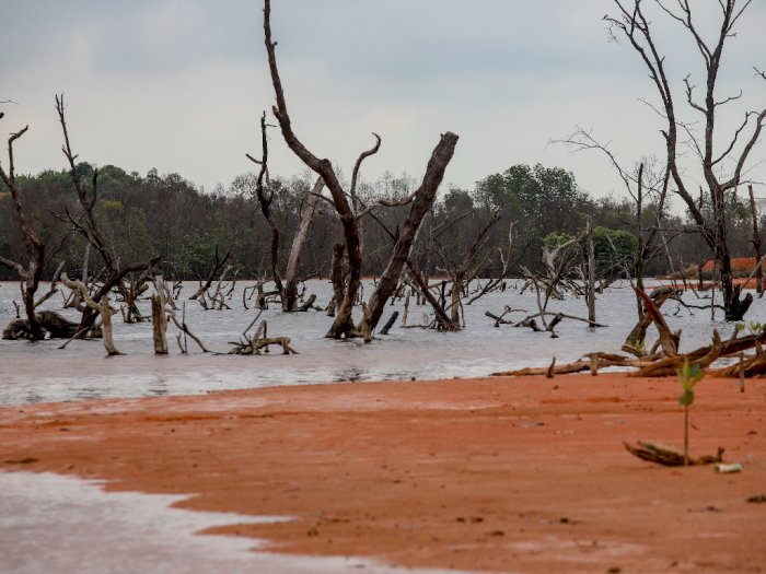 Kerusakan Hutan Mangrove di Kepulauan Riau, Ini Foto-fotonya